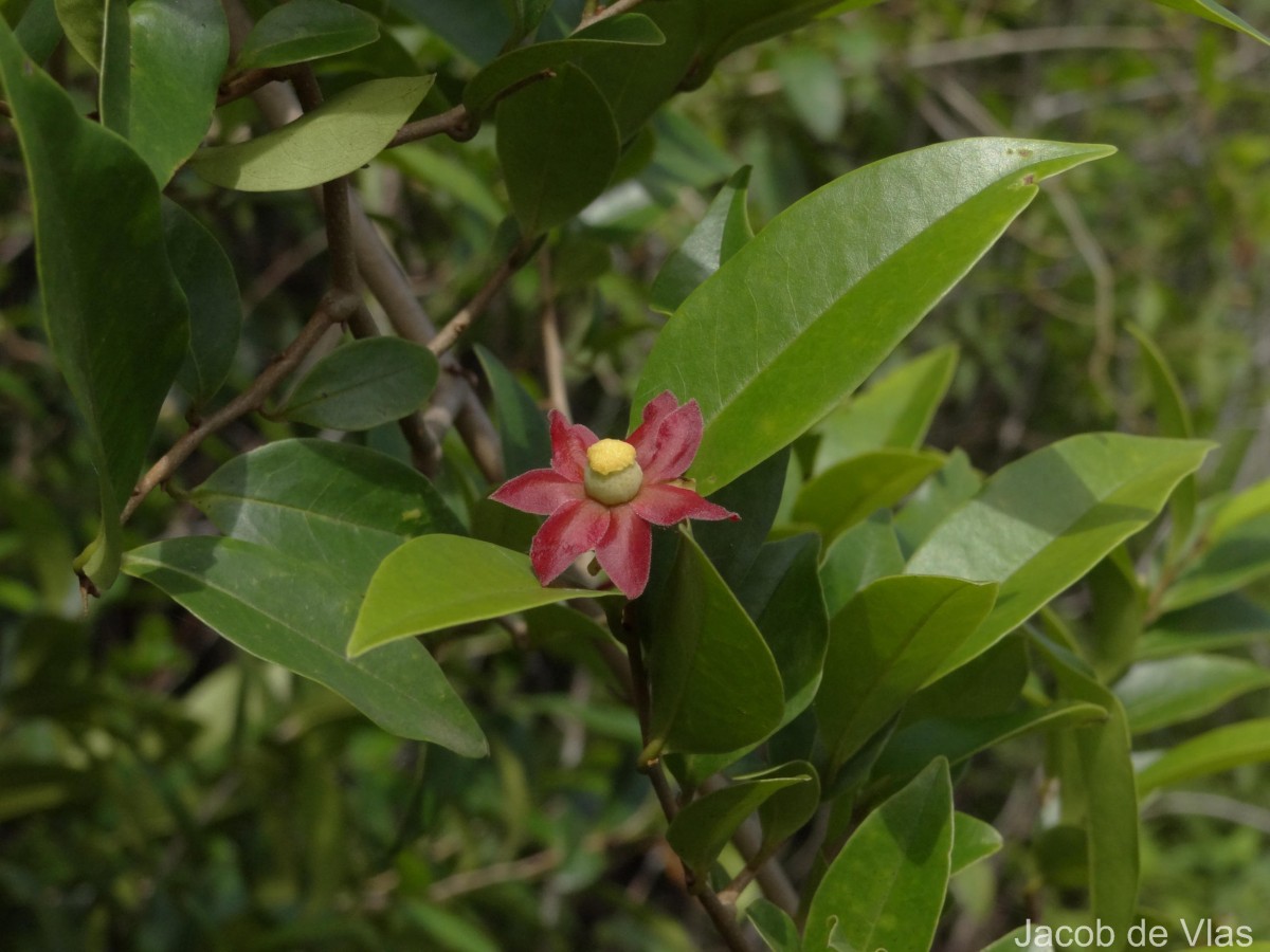 Uvaria zeylanica L.